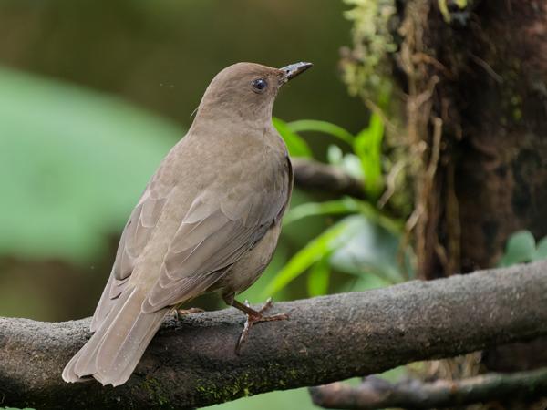 <h3><a href="/trips/costa-rica/biota/animalia/chordata/aves/040 passeriformes/107 turdidae/turdus plebejus/turdus plebejus-nl.html">Turdus&nbsp;plebejus</a> / Mountain&nbsp;thrush / Cabanis'&nbsp;lijster</h3>OM-1 Mark II met OLYMPUS M.150-400mm F4.5, 1/2000 sec  bij F4.5, ISO 8000, afstand 7.28&nbsp;m
